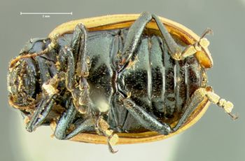Media type: image;   Entomology 22200 Aspect: habitus ventral view